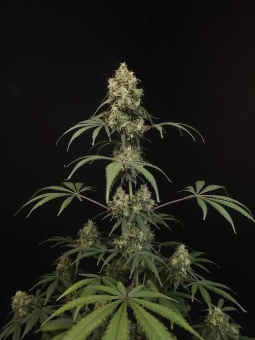 92 test 3. Week 7