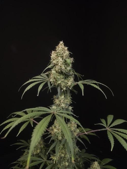 92 test 3. Week 7