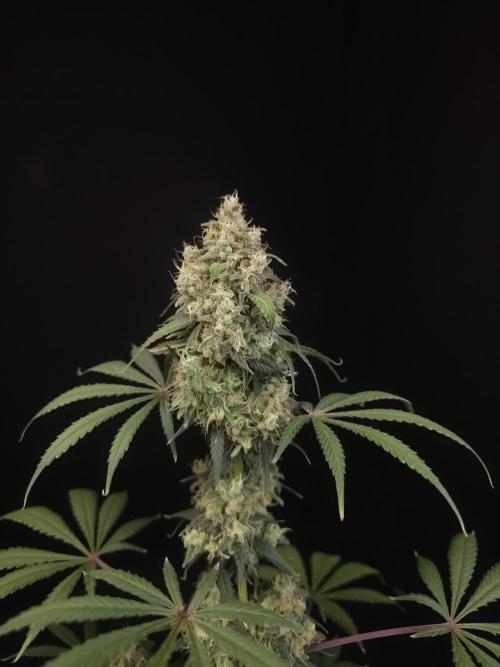 92 test 3. Week 7