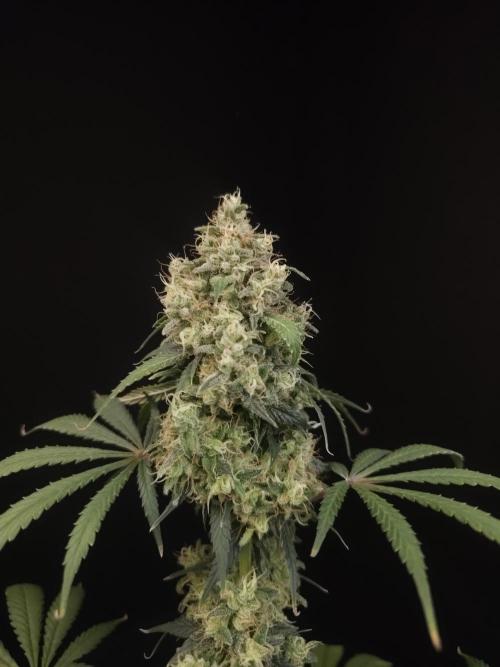 92 test 3. Week 7