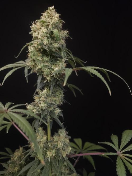 92 test 3. Week 7