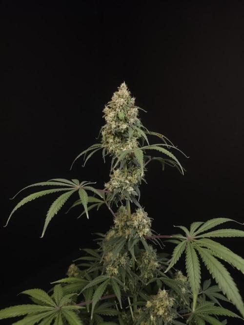 92 test 3. Week 7