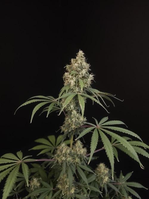 92 test 3. Week 7