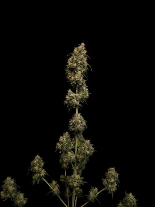 92 test 3. Week 8