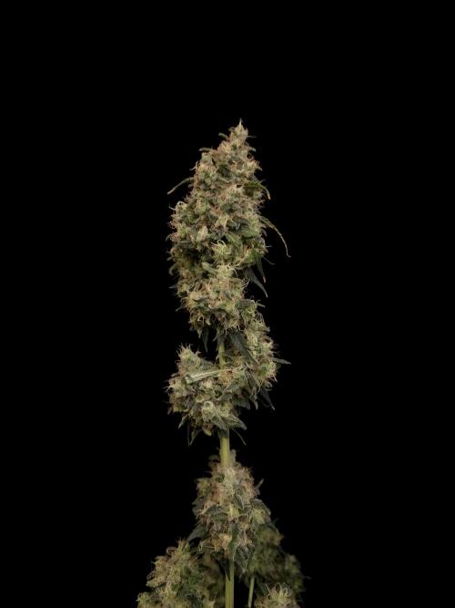 92 test 3. Week 8
