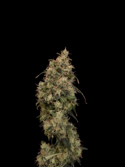 92 test 3. Week 8