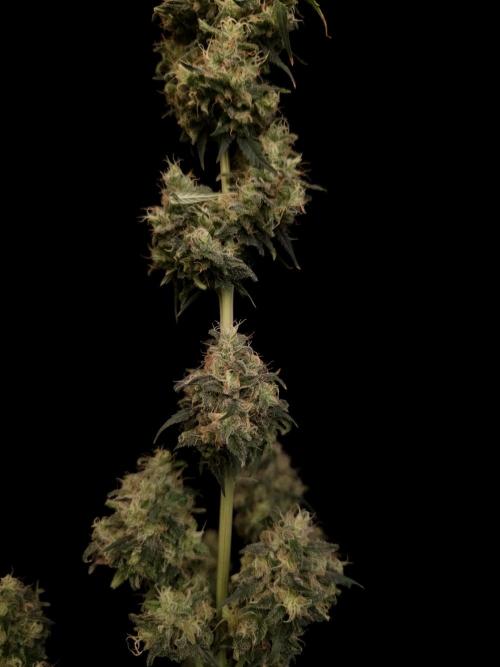 92 test 3. Week 8