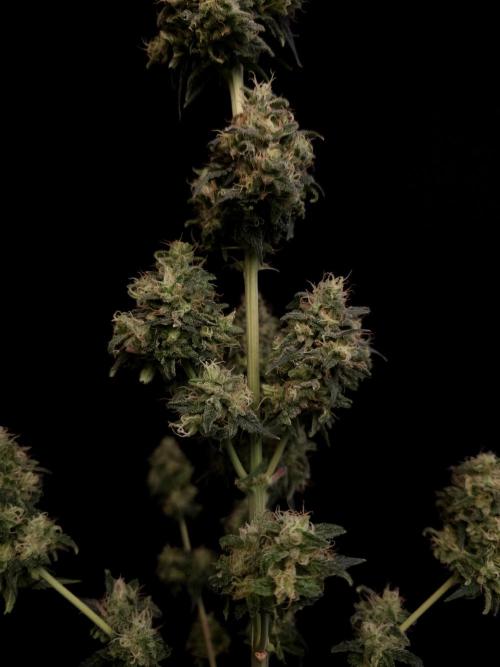 92 test 3. Week 8