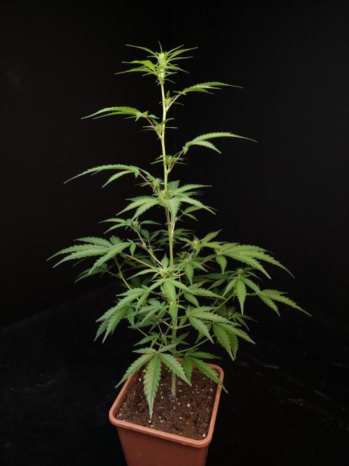 93 test 3. Week 1