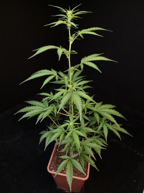 93 test 3. Week 1