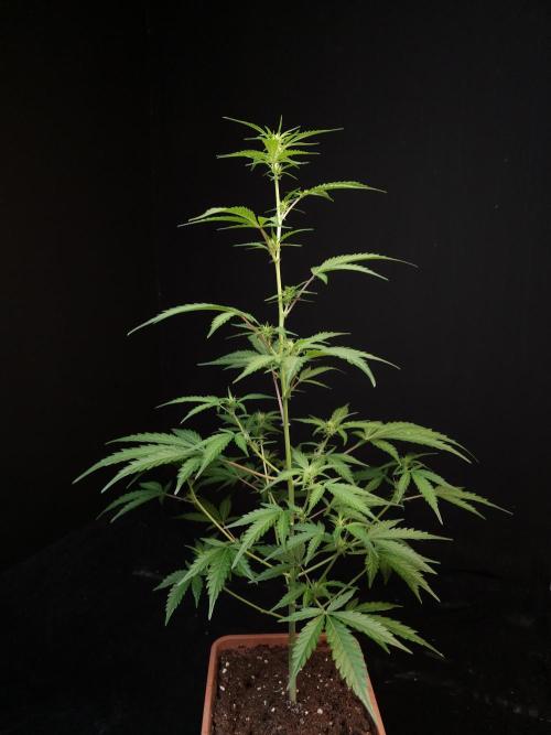 93 test 3. Week 1
