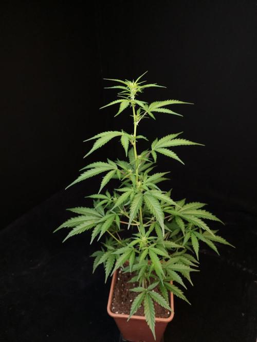 93 test 3. Week 1