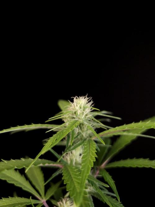 93 test 3. Week 2