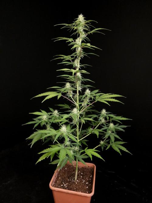 93 test 3. Week 3