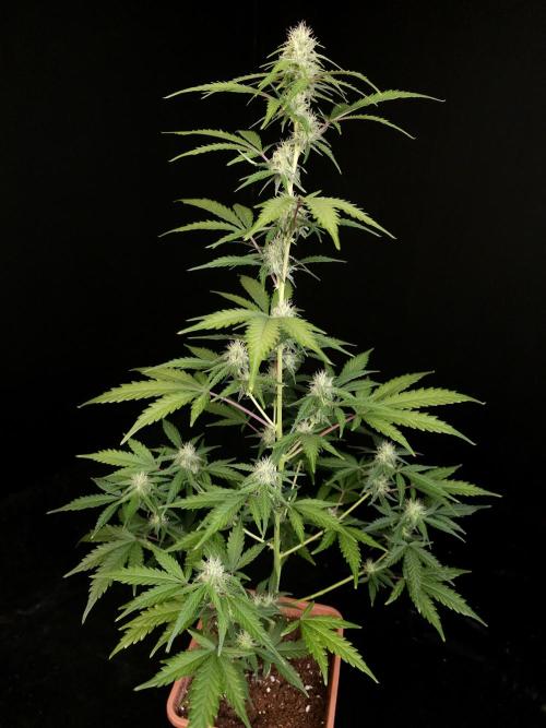 93 test 3. Week 3