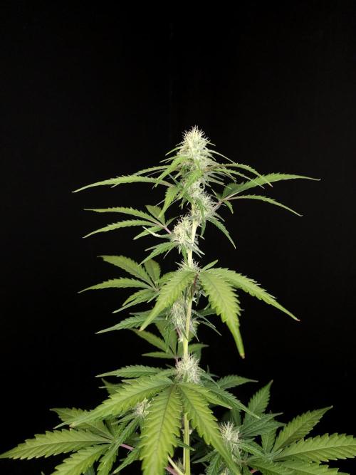 93 test 3. Week 3