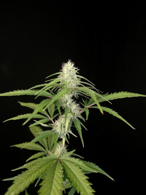 93 test 3. Week 3