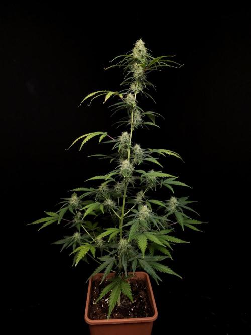 93 test 3. Week 4