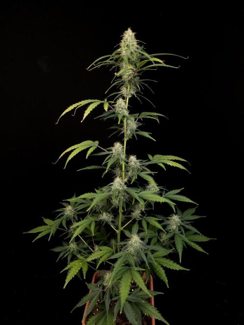 93 test 3. Week 4