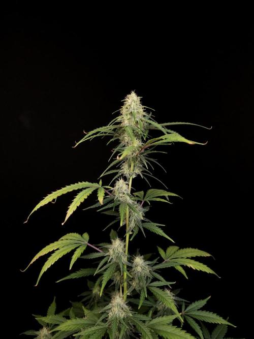 93 test 3. Week 4