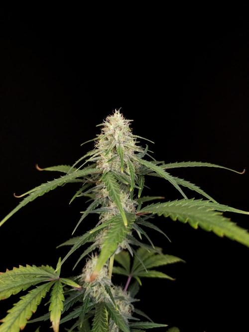 93 test 3. Week 4