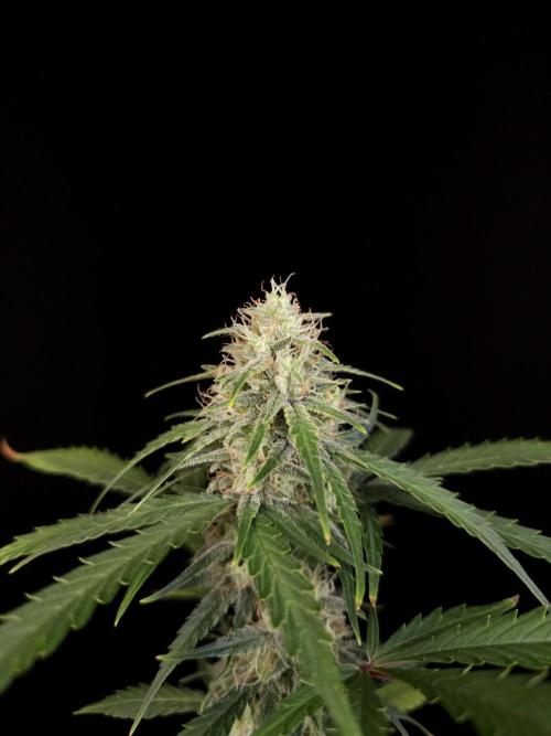 93 test 3. Week 4