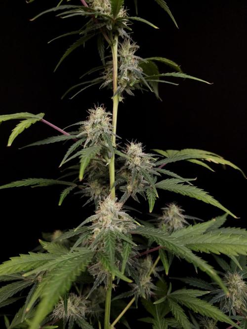 93 test 3. Week 4