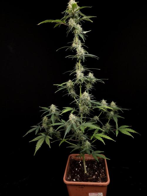 93 test 3. Week 5