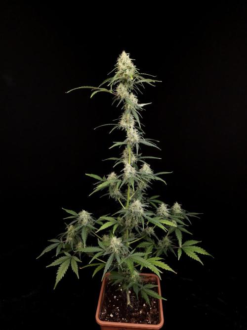 93 test 3. Week 5