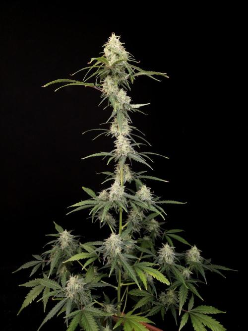 93 test 3. Week 5