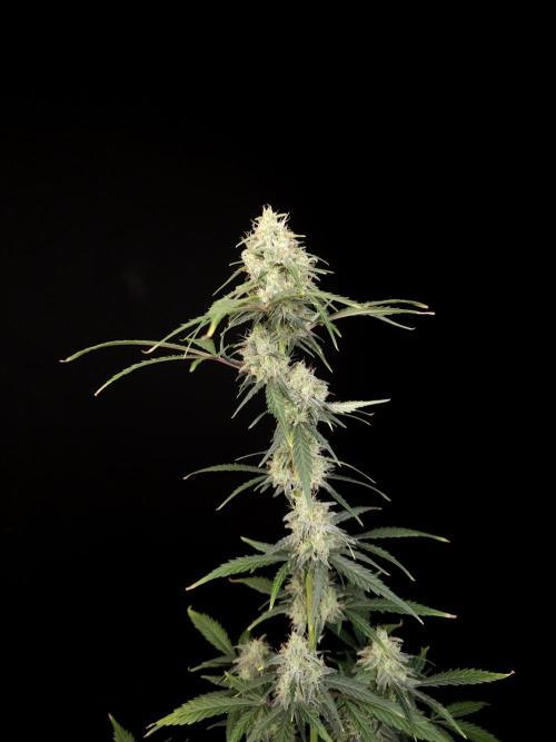 93 test 3. Week 5