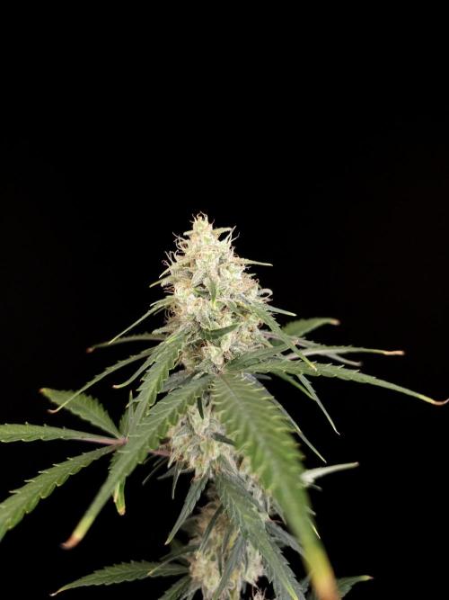 93 test 3. Week 5