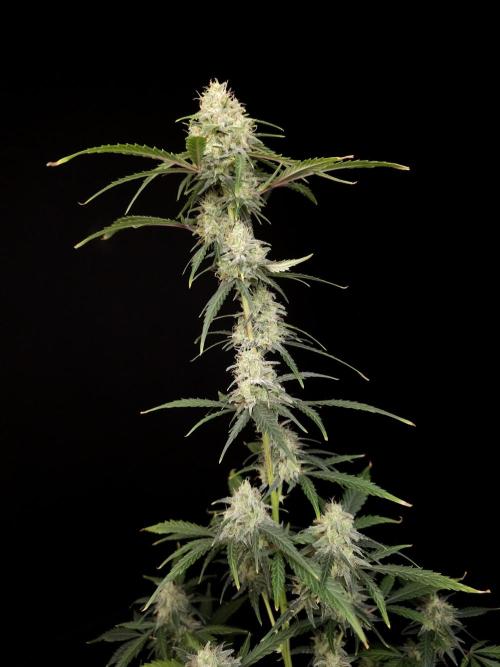 93 test 3. Week 5