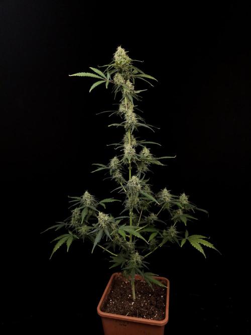 93 test 3. Week 6