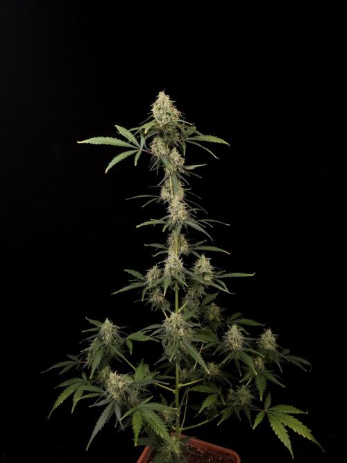 93 test 3. Week 6