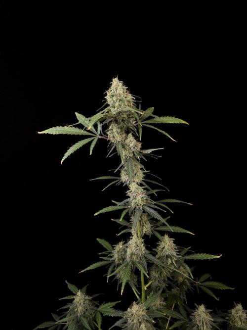 93 test 3. Week 6