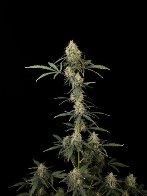 93 test 3. Week 6