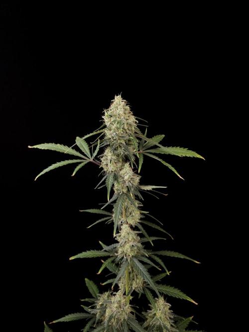 93 test 3. Week 6