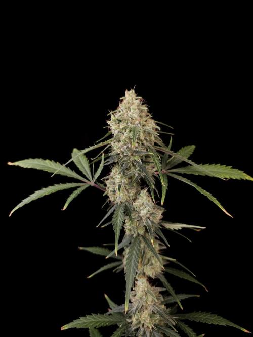 93 test 3. Week 6
