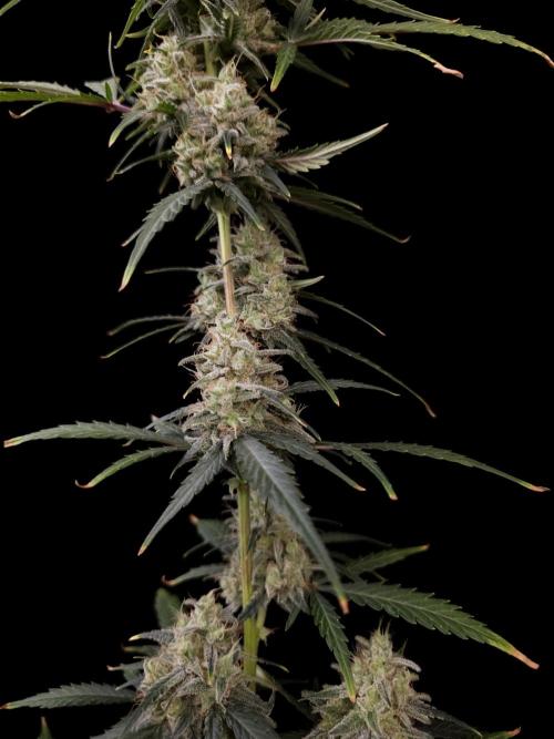 93 test 3. Week 6