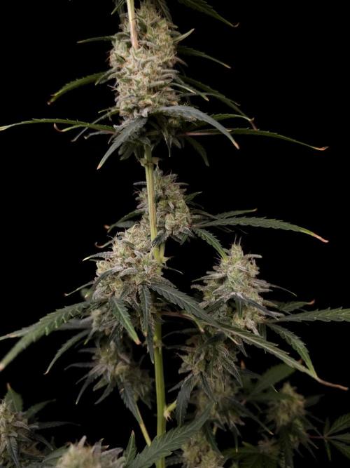 93 test 3. Week 6