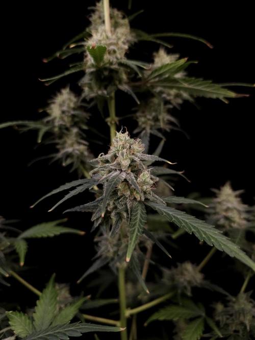 93 test 3. Week 6