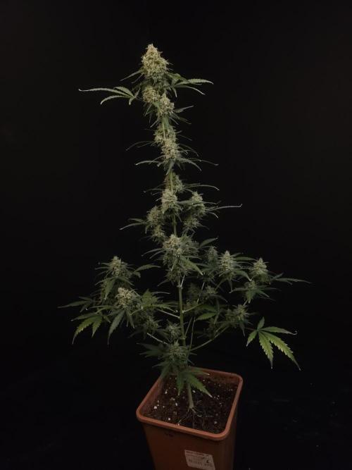 93 test 3. Week 7