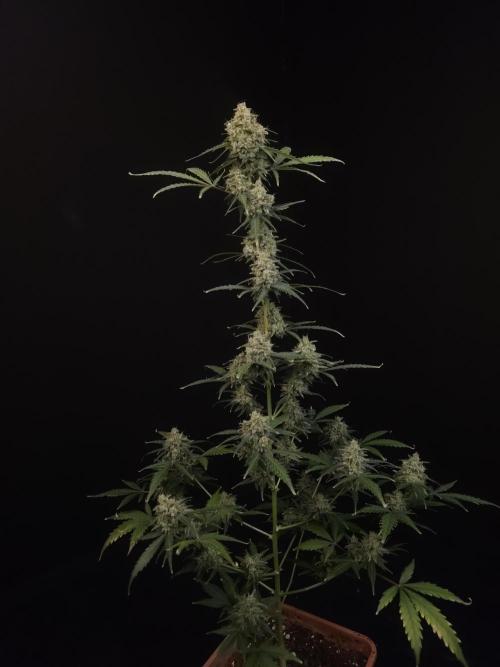 93 test 3. Week 7