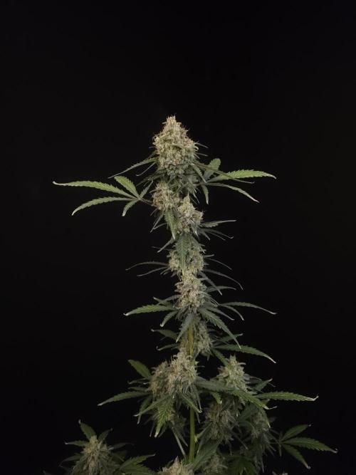 93 test 3. Week 7
