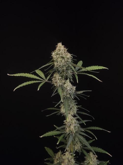 93 test 3. Week 7