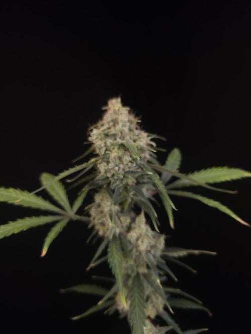 93 test 3. Week 7