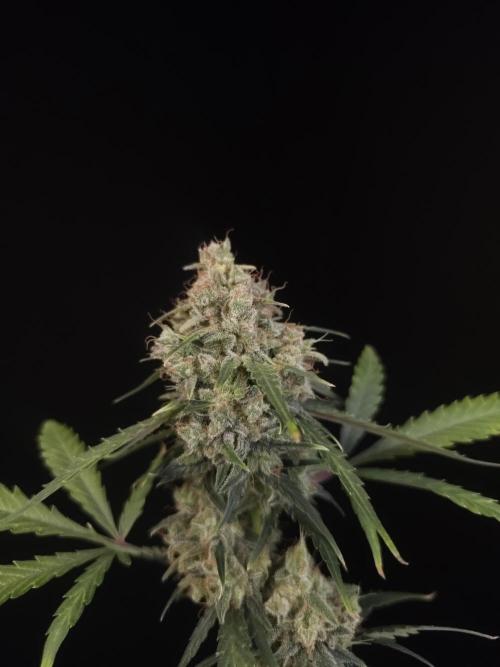 93 test 3. Week 7