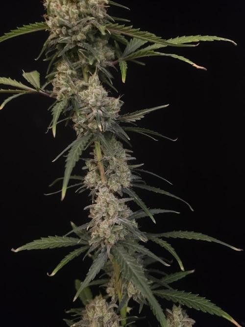 93 test 3. Week 7