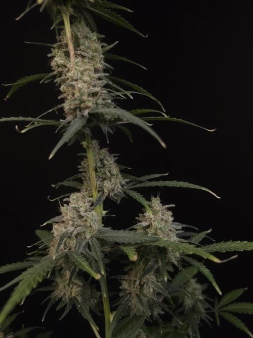93 test 3. Week 7